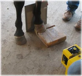 horse rescue