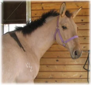 horse rescue