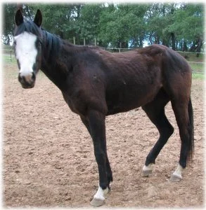 horse rescue
