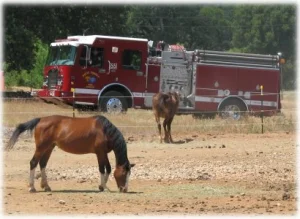 horse rescue