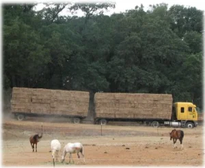 horse rescue
