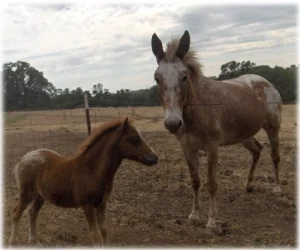 horse rescue