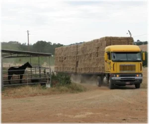 horse rescue