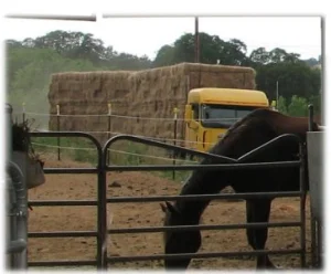 horse rescue