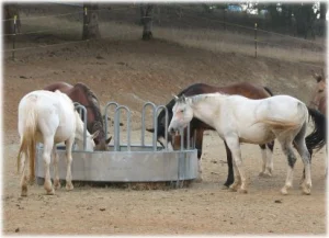 horse rescue