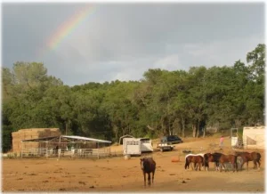 horse rescue