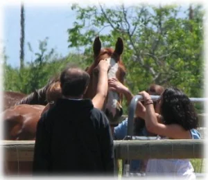 horse rescue