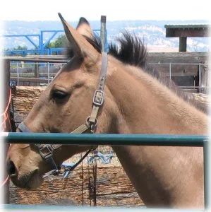 horse rescue