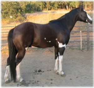 horse rescue