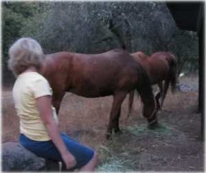 horse rescue