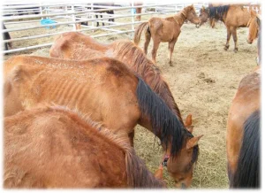 horse rescue