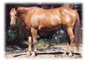 horse rescue