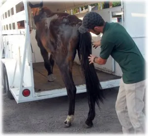 horse rescue