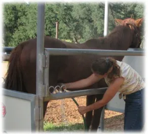 horse rescue