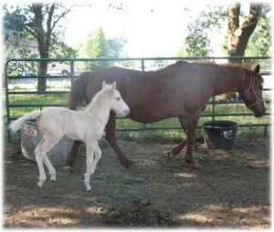 horse rescue