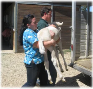 horse rescue