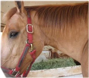 horse rescue