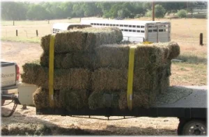 horse rescue