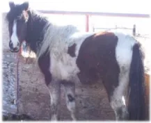 horse rescue