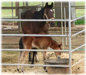 horse rescue