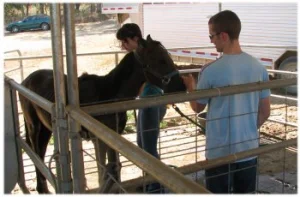horse rescue