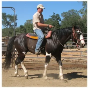 horse rescue