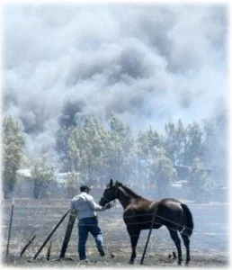 horse rescue