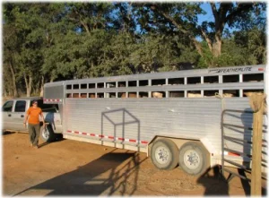 horse rescue