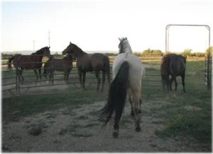 horse rescue