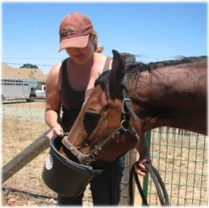 horse rescue