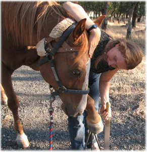 horse rescue