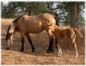 horse rescue