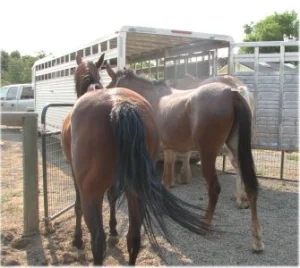 horse rescue