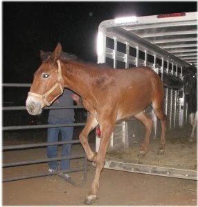 horse rescue