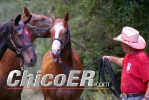 horse rescue