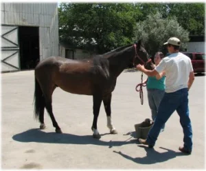 horse rescue