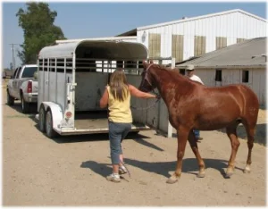 horse rescue