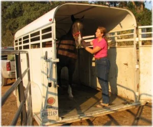 horse rescue
