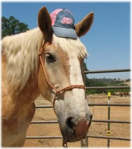 horse rescue