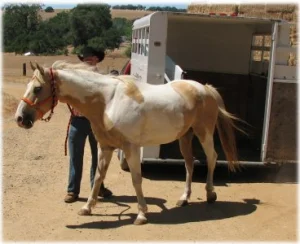 horse rescue