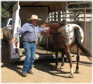 horse rescue