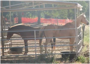 horse rescue