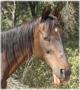 horse rescue