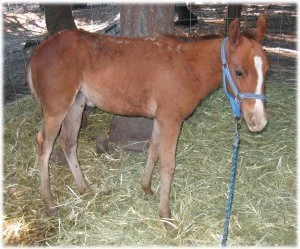 horse rescue