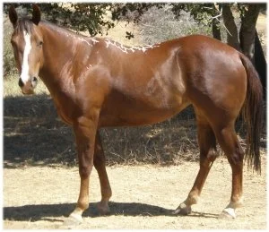 horse rescue