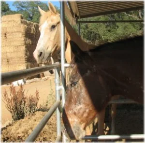 horse rescue