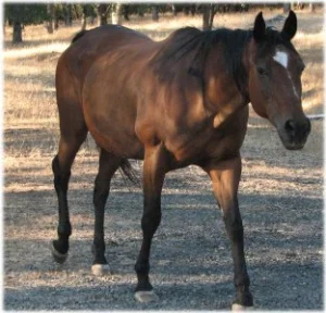 horse rescue