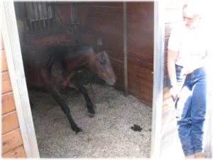 horse rescue