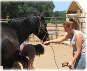 horse rescue