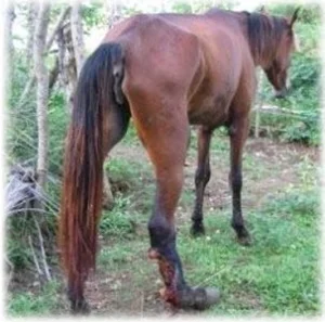horse rescue